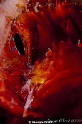 Reddish micro face by Giuseppe Piccioli 